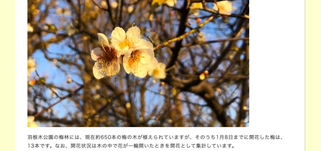 せたがや梅まつり現在の開花情報