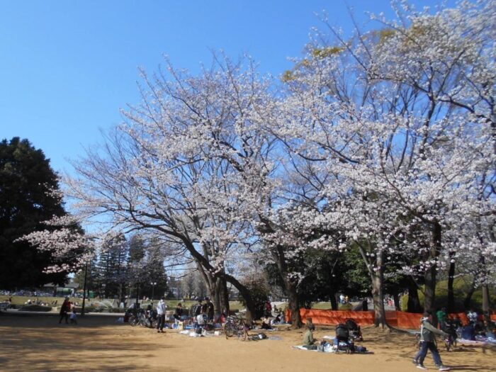 世田谷公園の桜