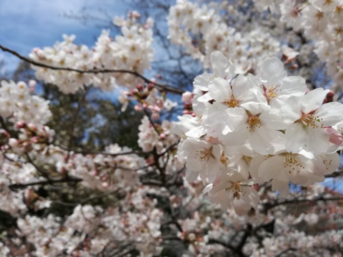 【新宿御苑】お花見の桜