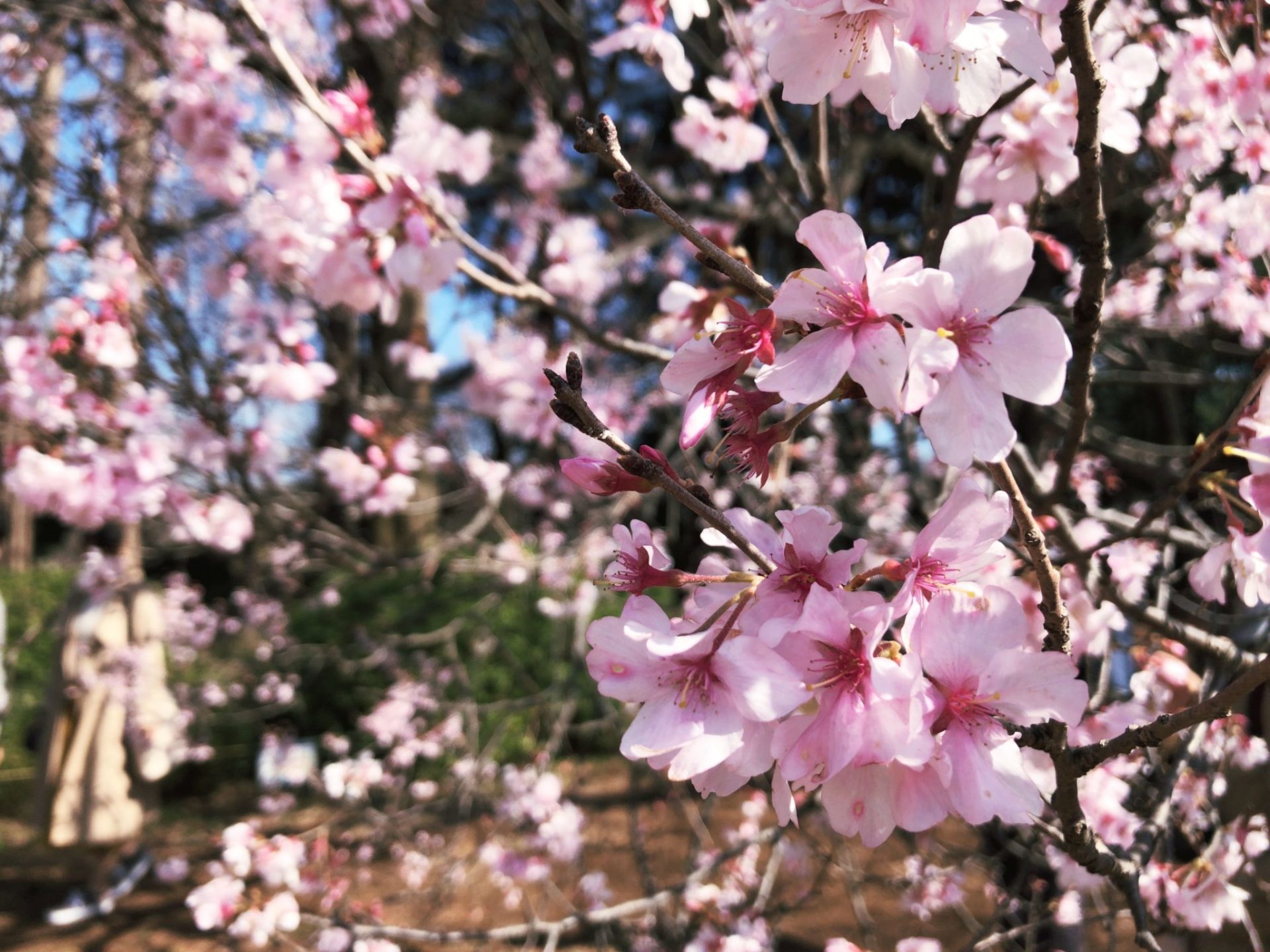 【新宿御苑】お花見の桜