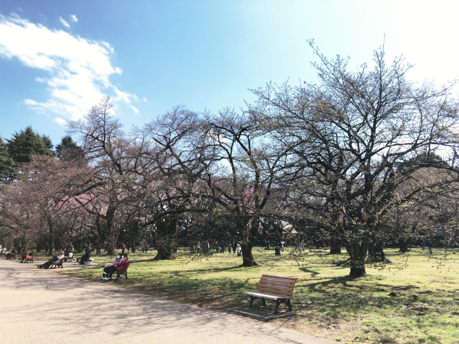 【新宿御苑】お花見の桜園地にはベンチあり