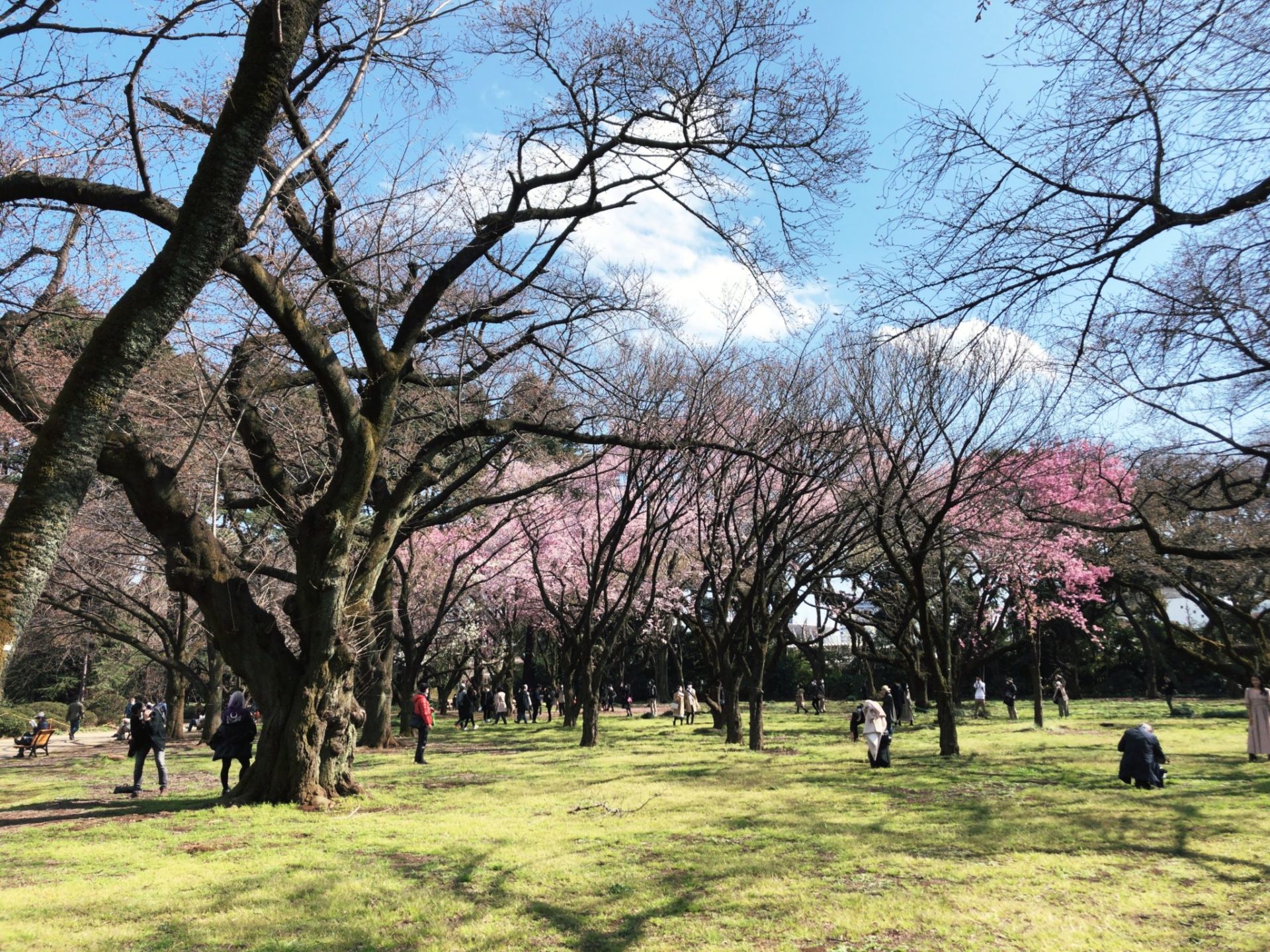 【新宿御苑】の桜園地