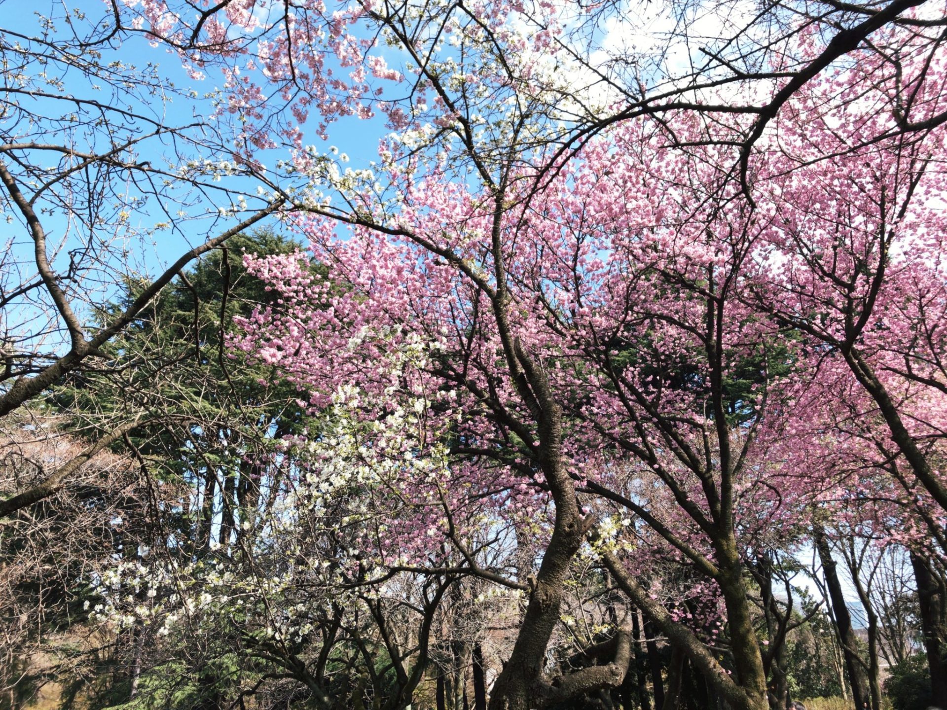 【新宿御苑】お花見のはな