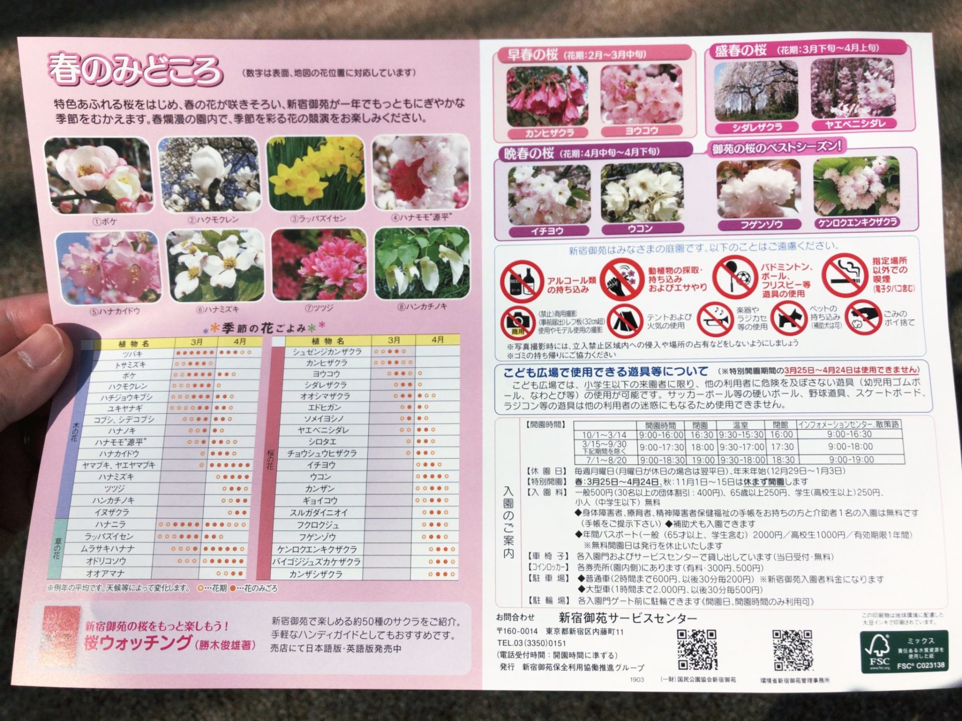 【新宿御苑】お花見の春の見どころ