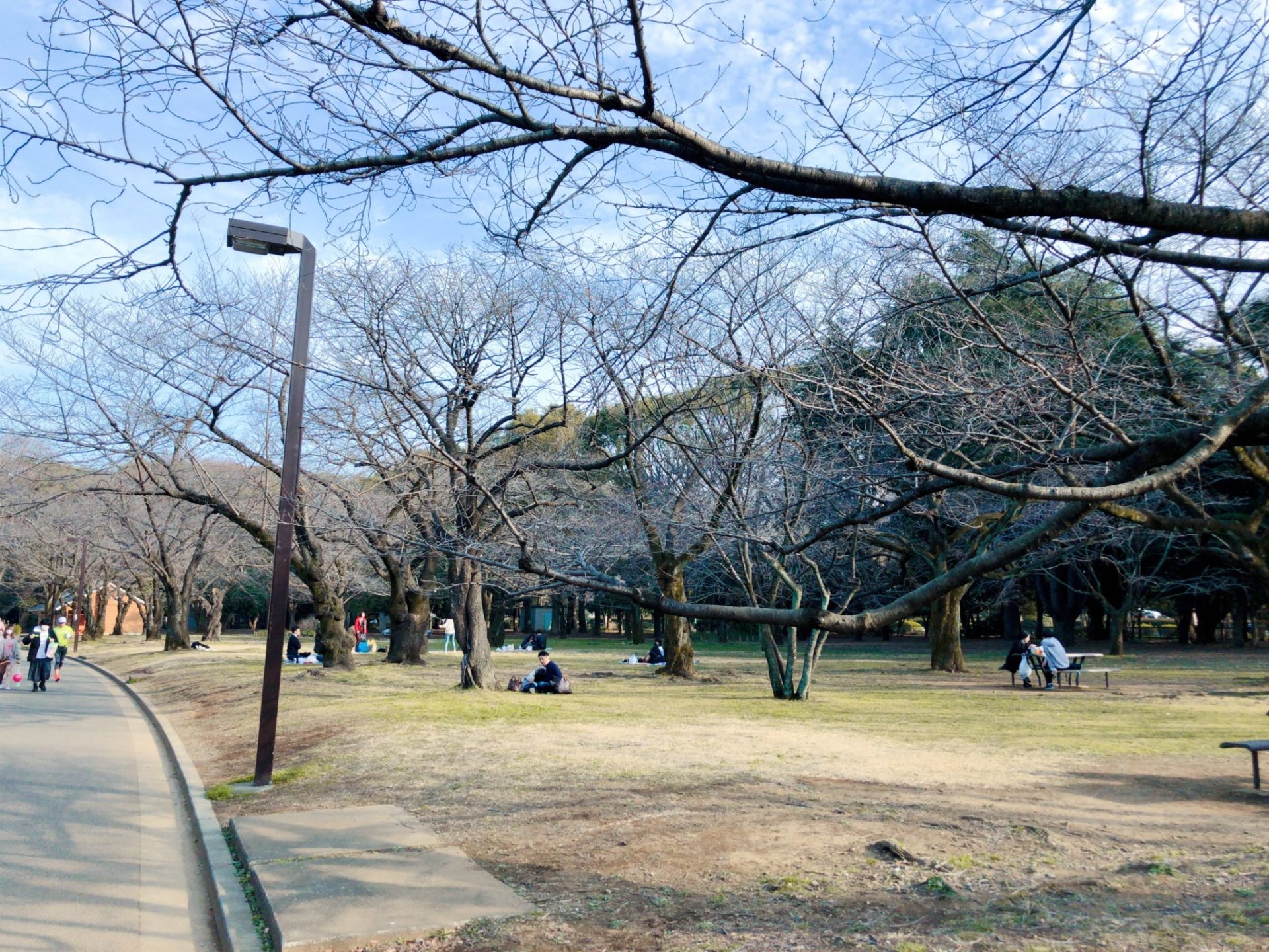 代々木公園の桜の園