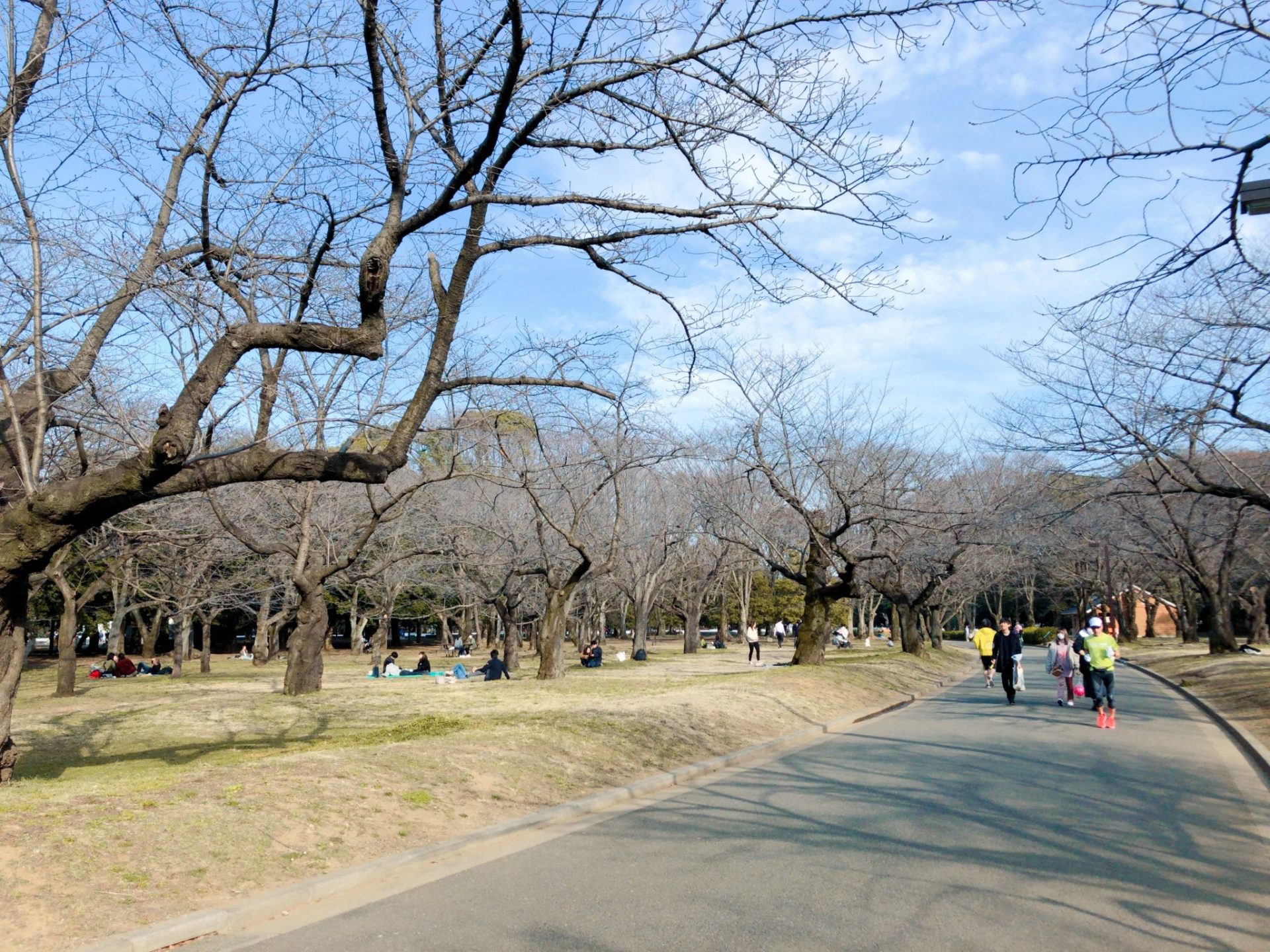 代々木公園の桜　ジョギングコース