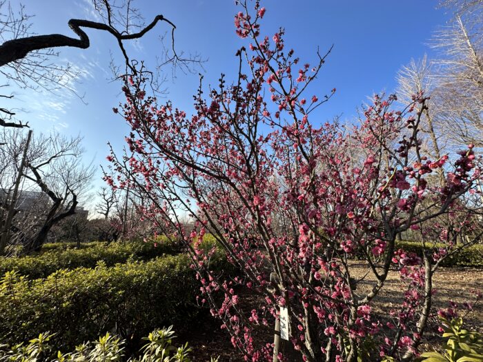 羽根木公園の梅の開花状況　2023年2月5日撮影